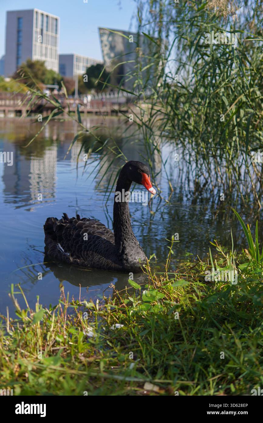 I cigni neri nuotano e interagiscono in un corpo d'acqua, con elementi urbani e naturali sullo sfondo. Foto Stock
