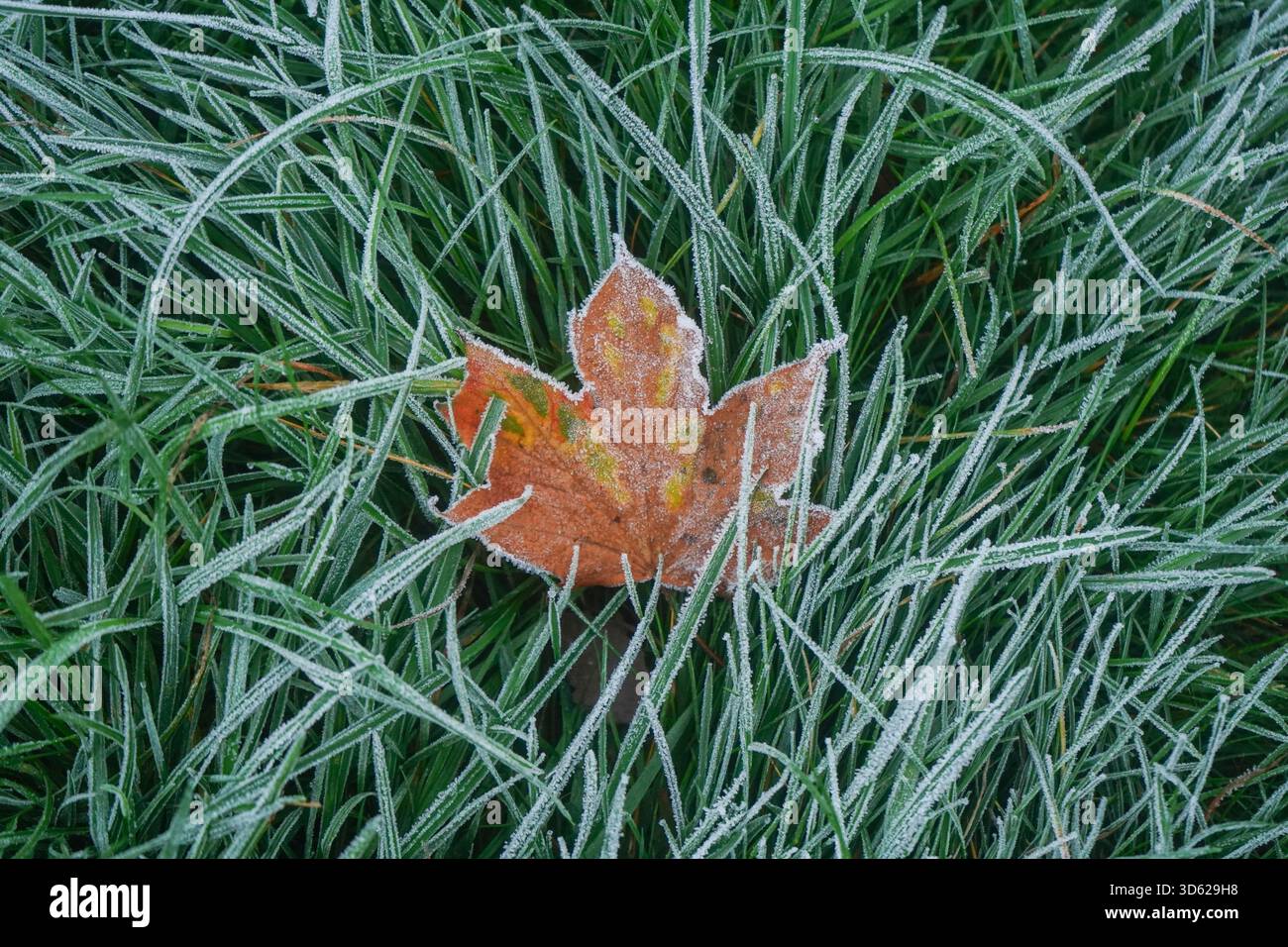 Foglie autunnali cadute ricoperte di gelo su Wimbledon Common Foto Stock