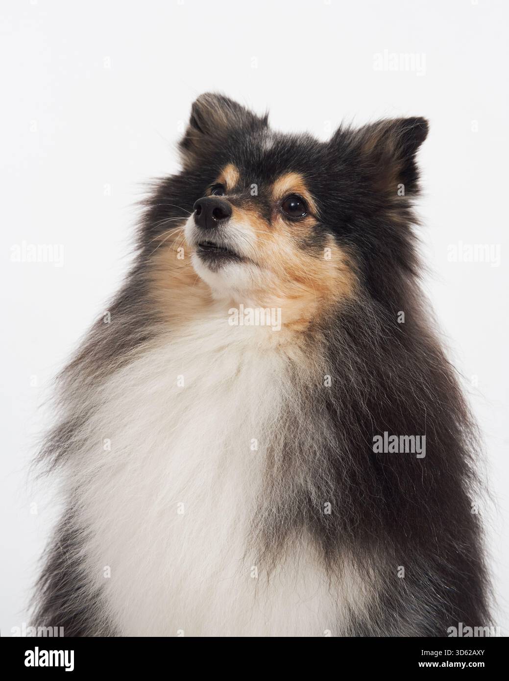 Sheltie guarda fuori dalla fotocamera con un'espressione attenta. Il suo spesso rivestimento nero e marrone si distingue sullo sfondo chiaro. Foto Stock