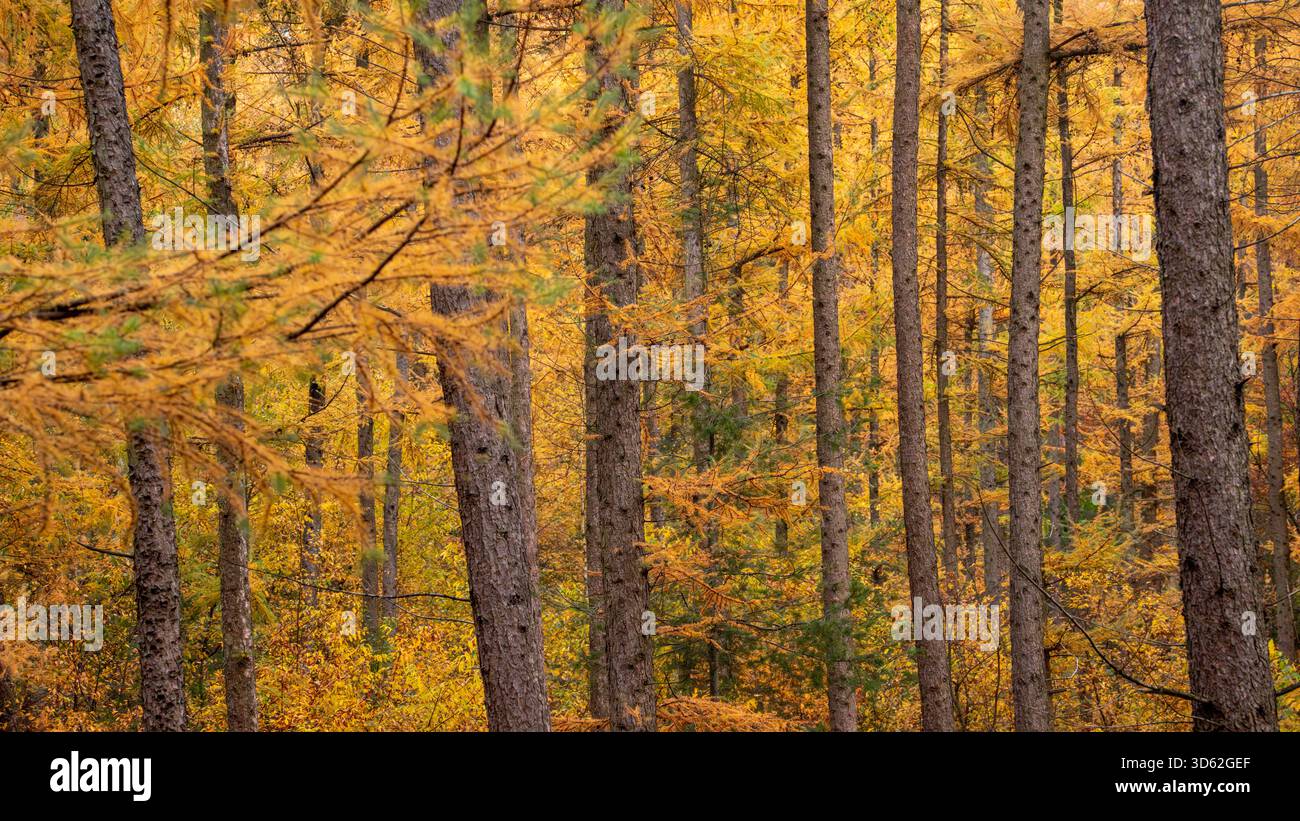 Foresta di larici autunnali con aghi dorati che creano una calda e vibrante scena boschiva Foto Stock