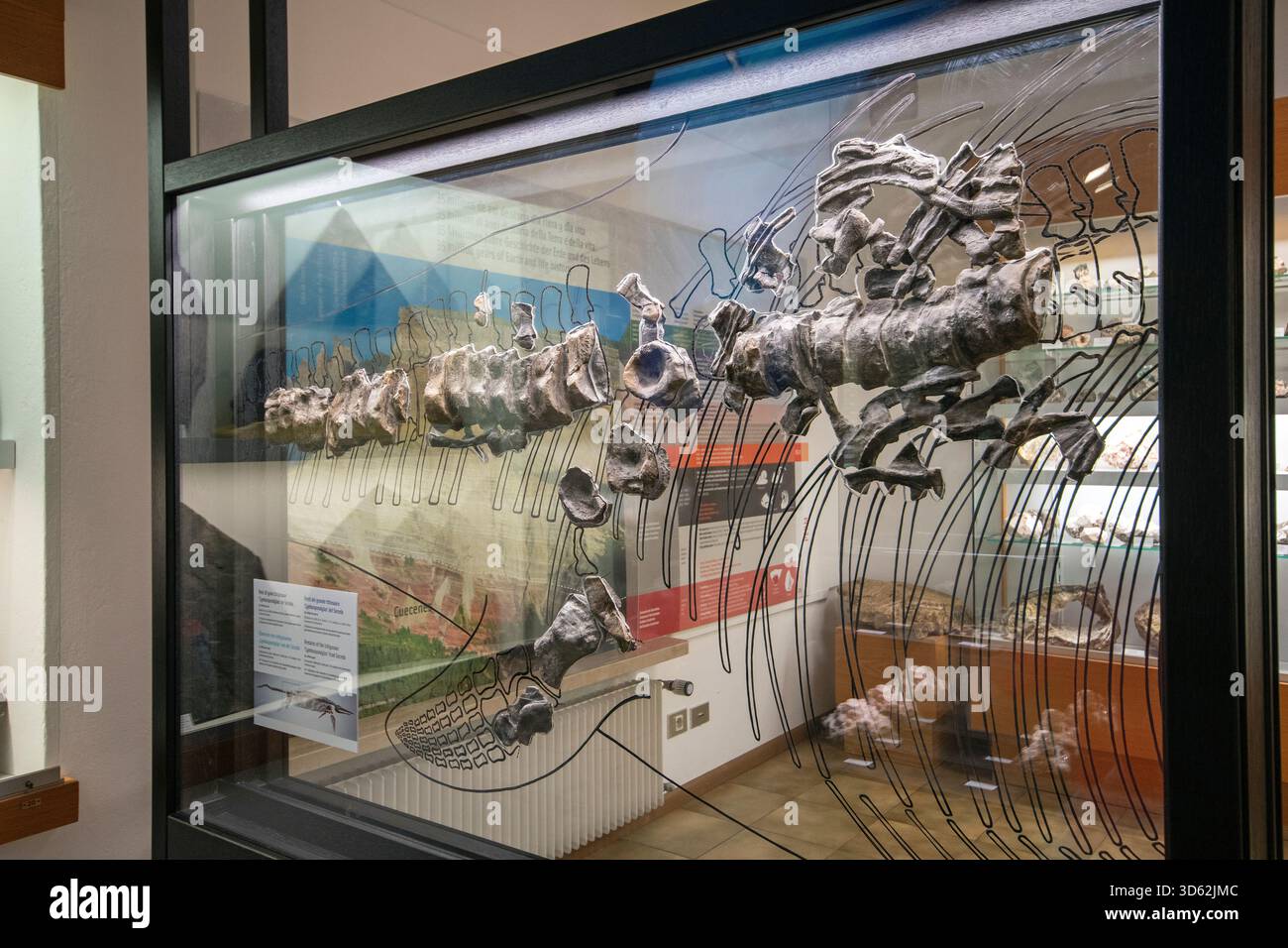 Scheletro fossile di ittiosauro del Monte Seceda (240 milioni di anni) nel Museo Gherdeina, Ortisei, Val Gardena, Trentino alto Adige, Italia Foto Stock