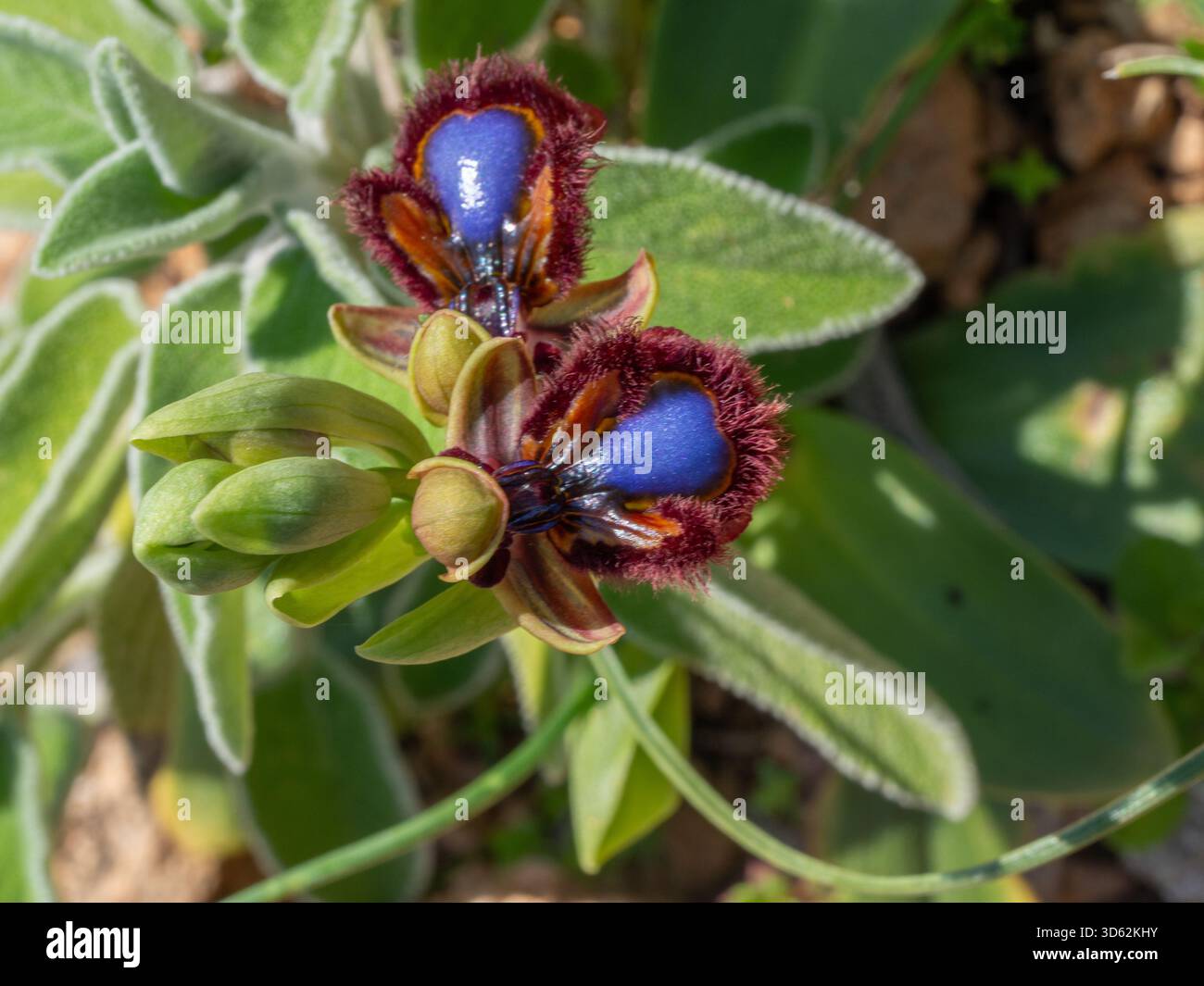 Specchia orchidea Ophrys speculum nella macchia vicino a Trahila sulla penisola di mani, Grecia Foto Stock