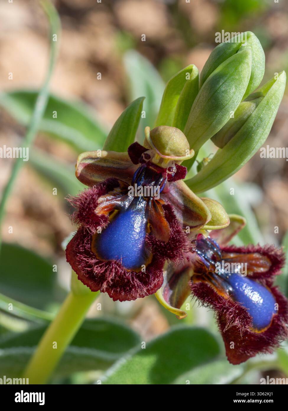 Specchia orchidea Ophrys speculum nella macchia vicino a Trahila sulla penisola di mani, Grecia Foto Stock
