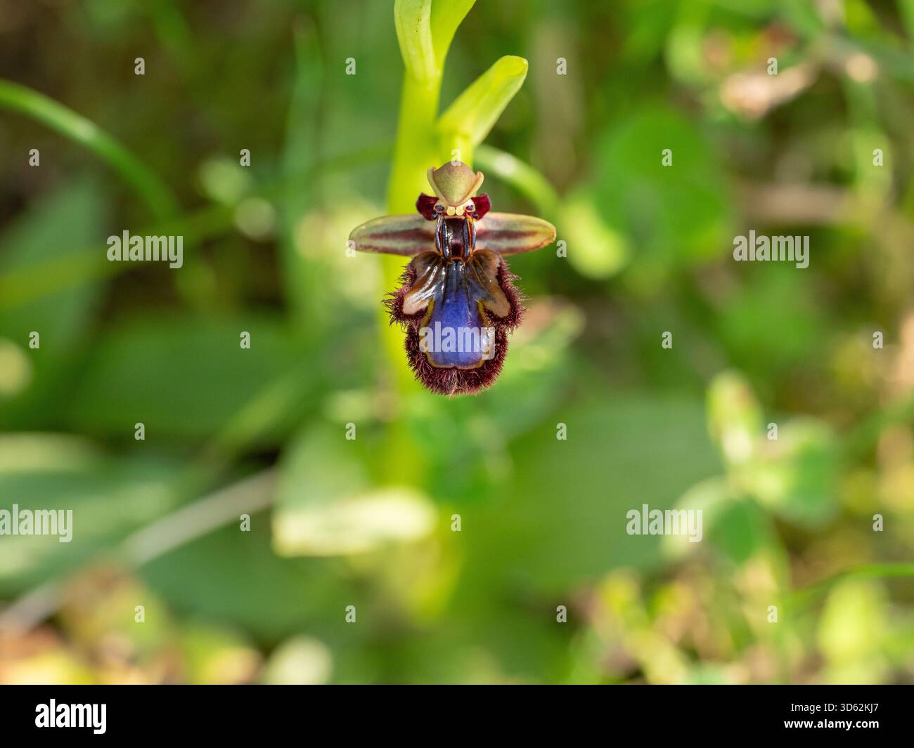 Specchia orchidea Ophrys speculum nella macchia vicino a Trahila sulla penisola di mani, Grecia Foto Stock