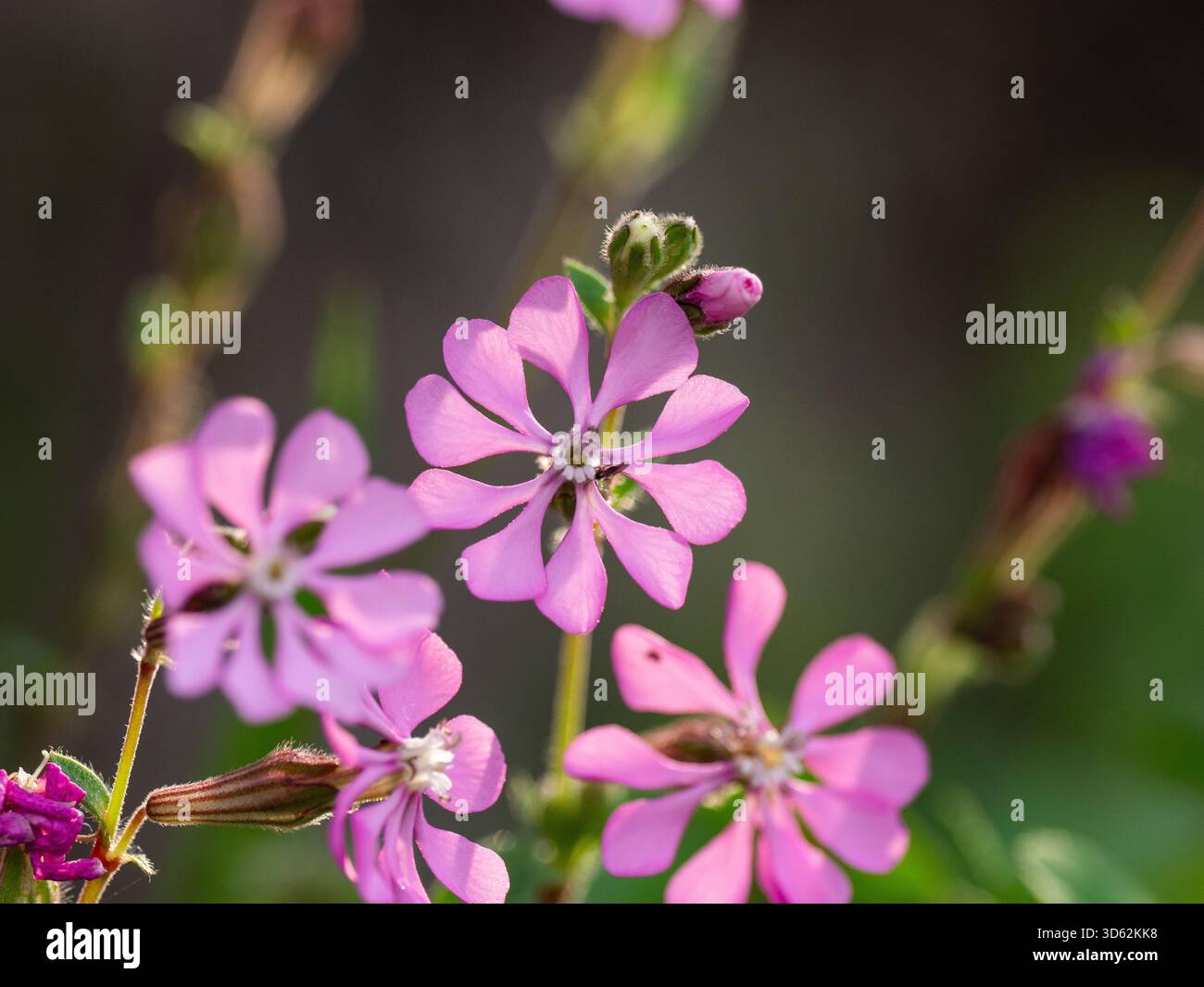 Catchfly mediterranea (Silene colorata) nella penisola di mani, Peloponneso, Grecia Foto Stock