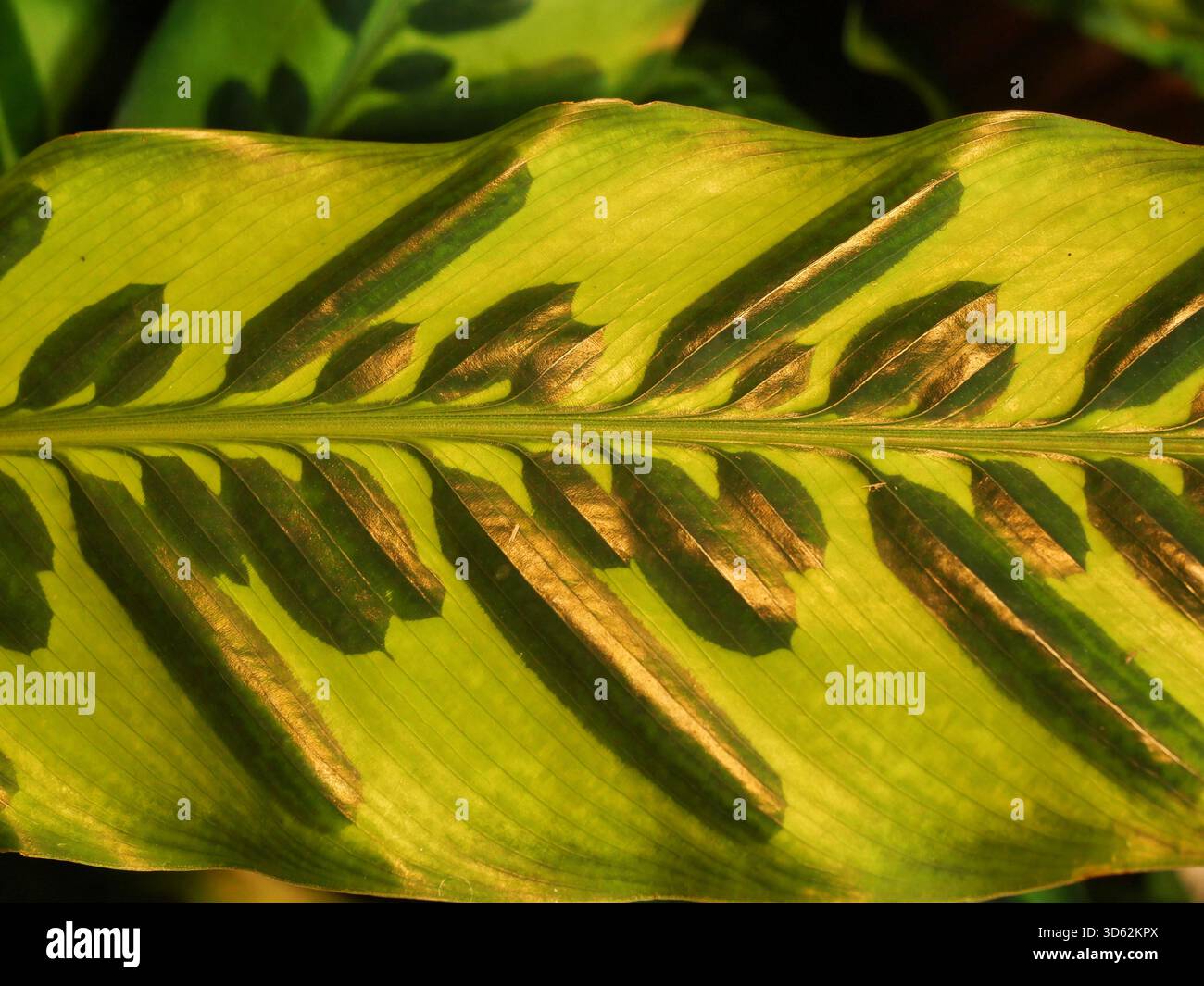 Foglia di calathea verde chiaro con motivi scuri. Dettagli decorativi della pianta d'casa, primo piano. copyspace. Foto Stock