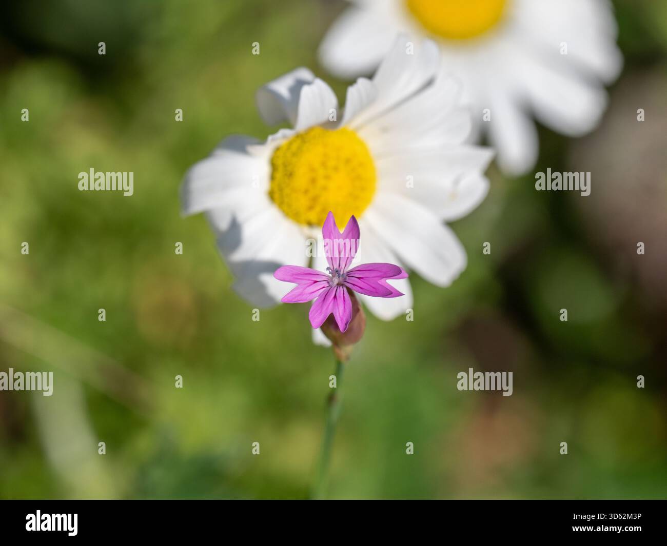 Hayling Island Rosa (Petrorhagia dubia) sulla penisola di mani, Peloponneso, Grecia Foto Stock