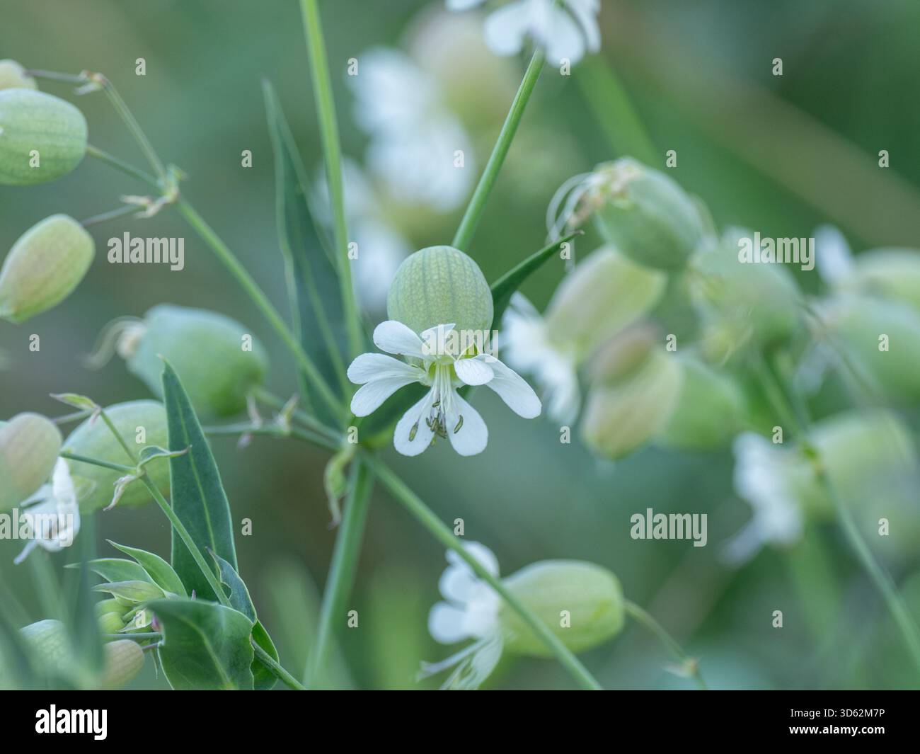 Vescica Campion (Silene vulgaris) sulla penisola di mani, Peloponneso, Grecia Foto Stock