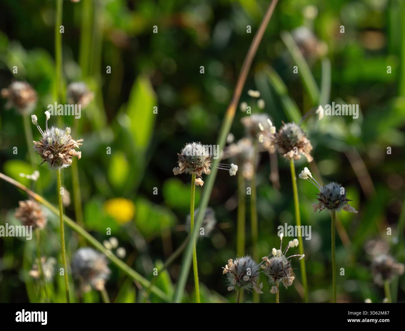 Lepre's Foot Plantain (Plantago lagopus) sulla penisola di mani, Peloponneso, Grecia Foto Stock