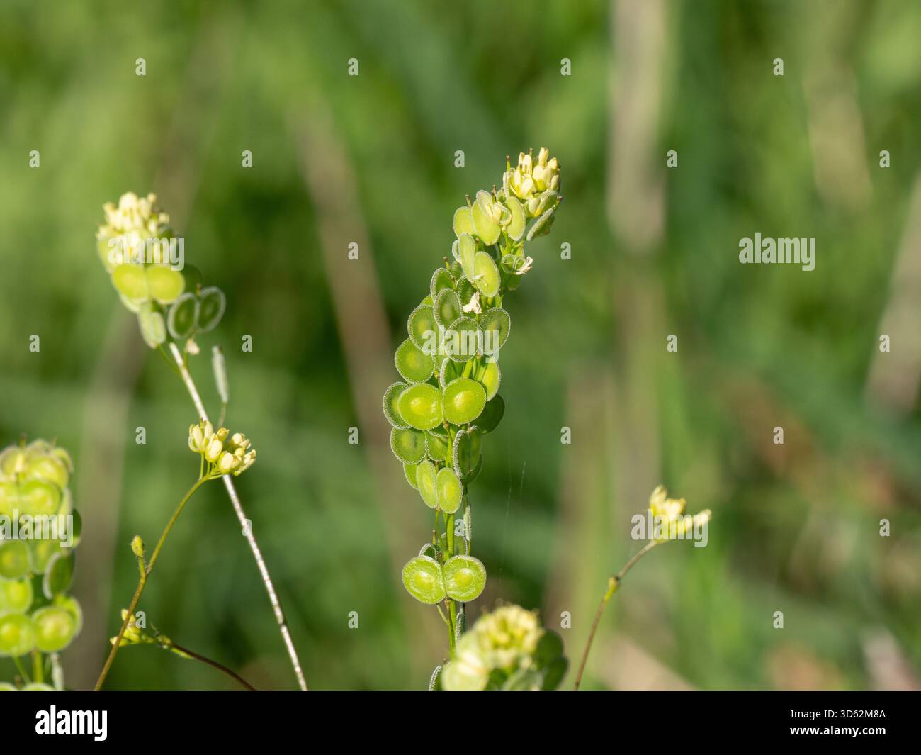 Buckler-Mustard (Biscutella didyma) del Mediterraneo nella penisola di mani, Peloponneso, Grecia Foto Stock
