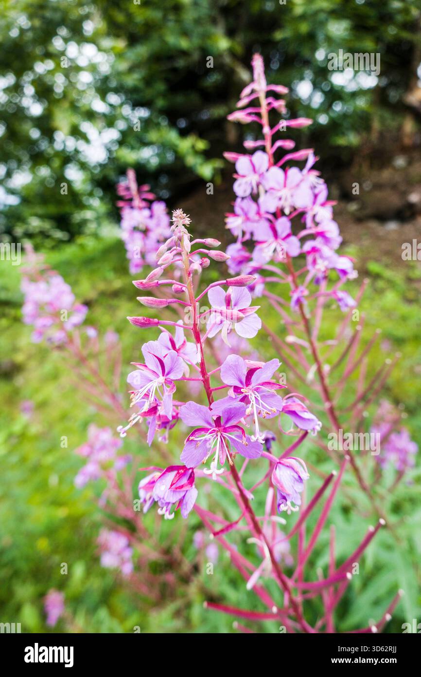 Alghe, sally in fiore, erba salice Rosebay, erba salice grande (Epilobium angustifolium, Chamerion angustifolium), in fiore, Austria Foto Stock