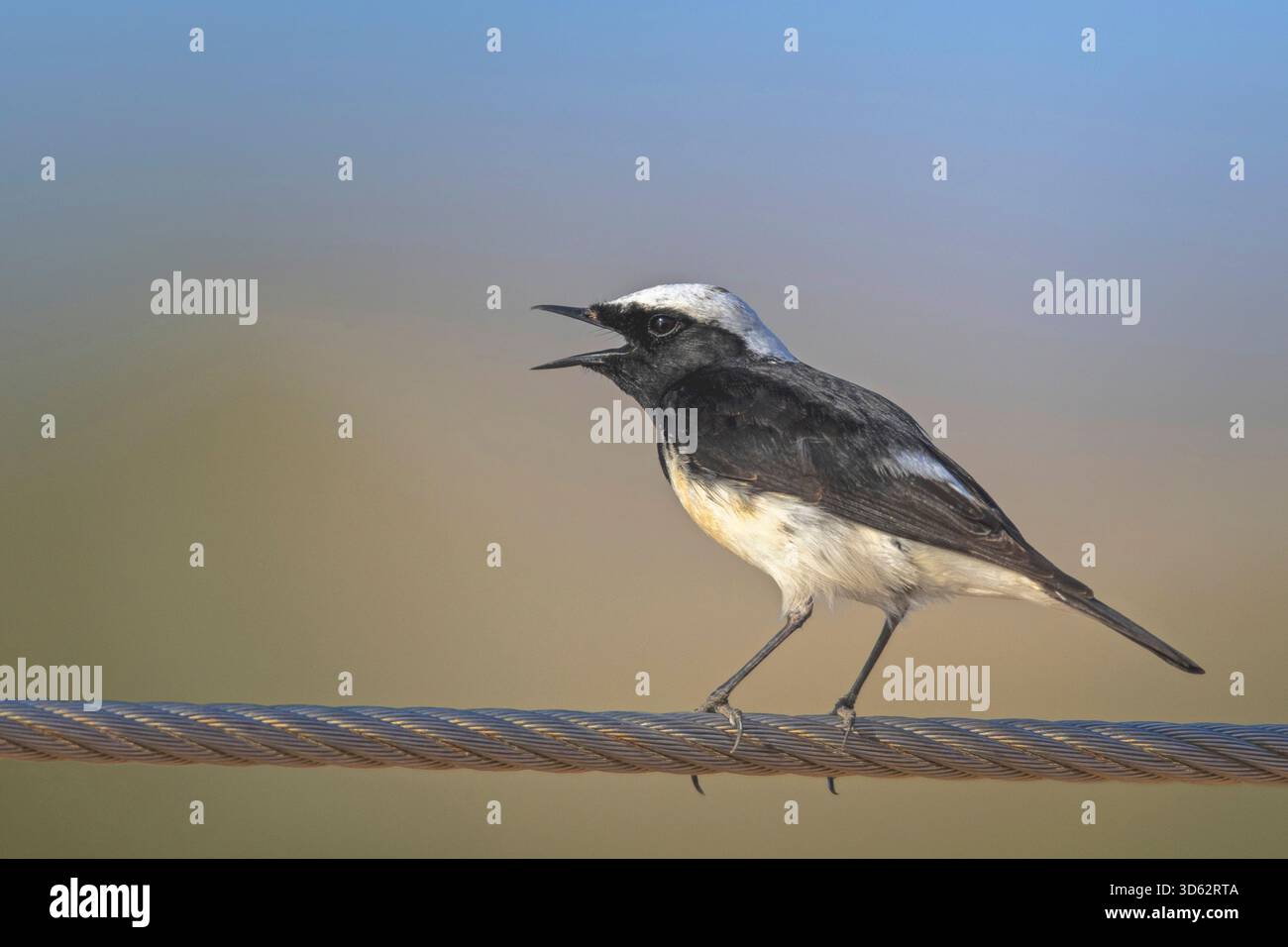 cyprus wheatear (Oenanthe cypriaca), maschio siede su un filo, cantando, Cipro, Capo Greco Foto Stock