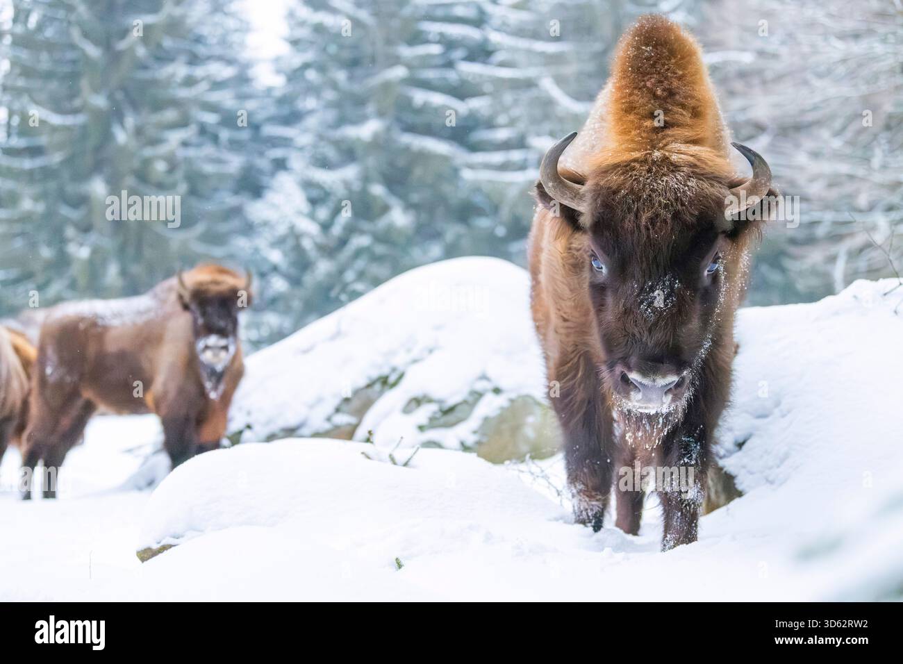 Bisonte europeo, wisent (Bison bonasus), bisonte si trova in una radura nella neve., Germania, Baviera Foto Stock