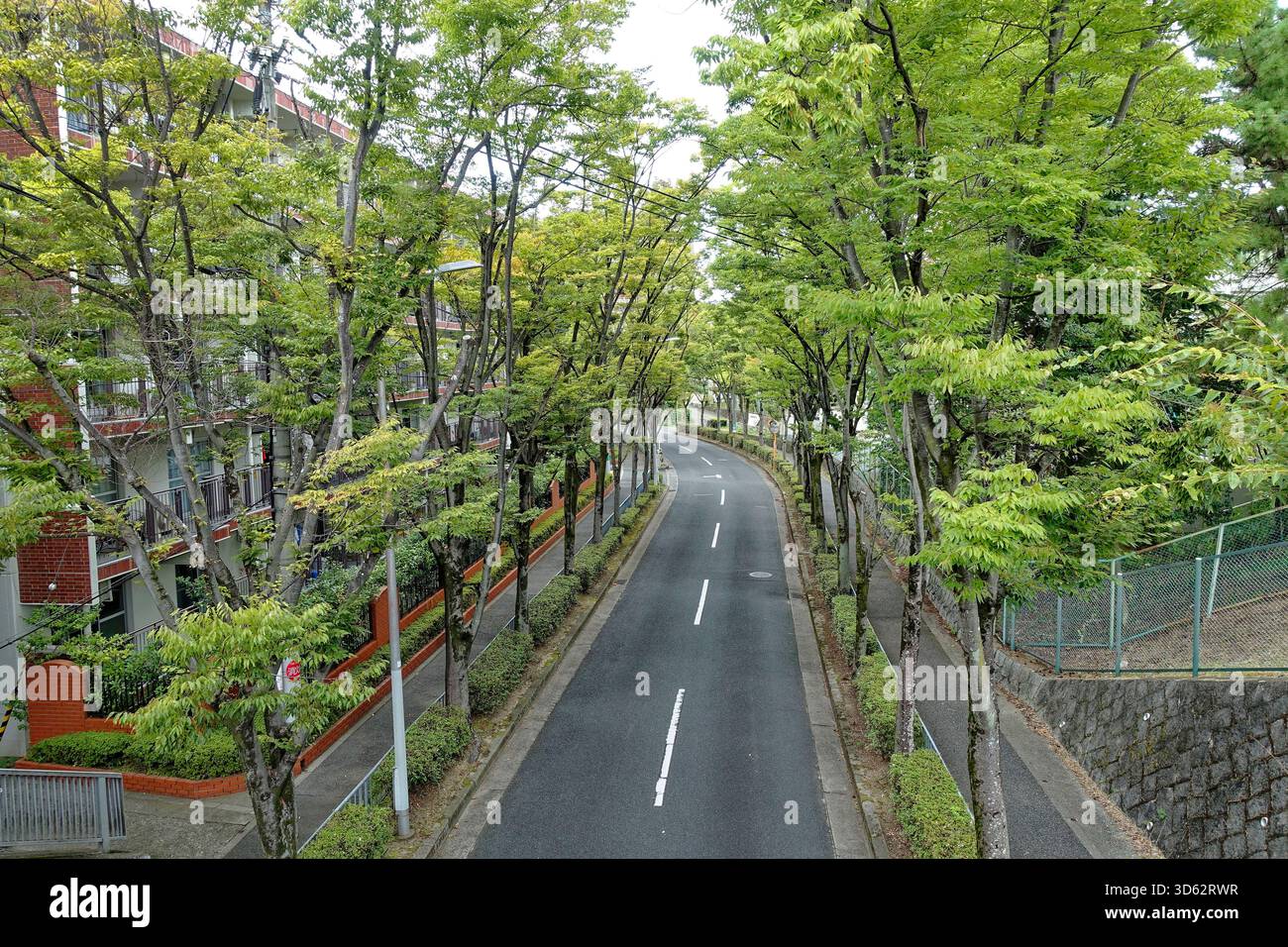 Zelkova giapponese (Zelkova serrata), viale in città, verde urbano, Giappone, Osaka Foto Stock