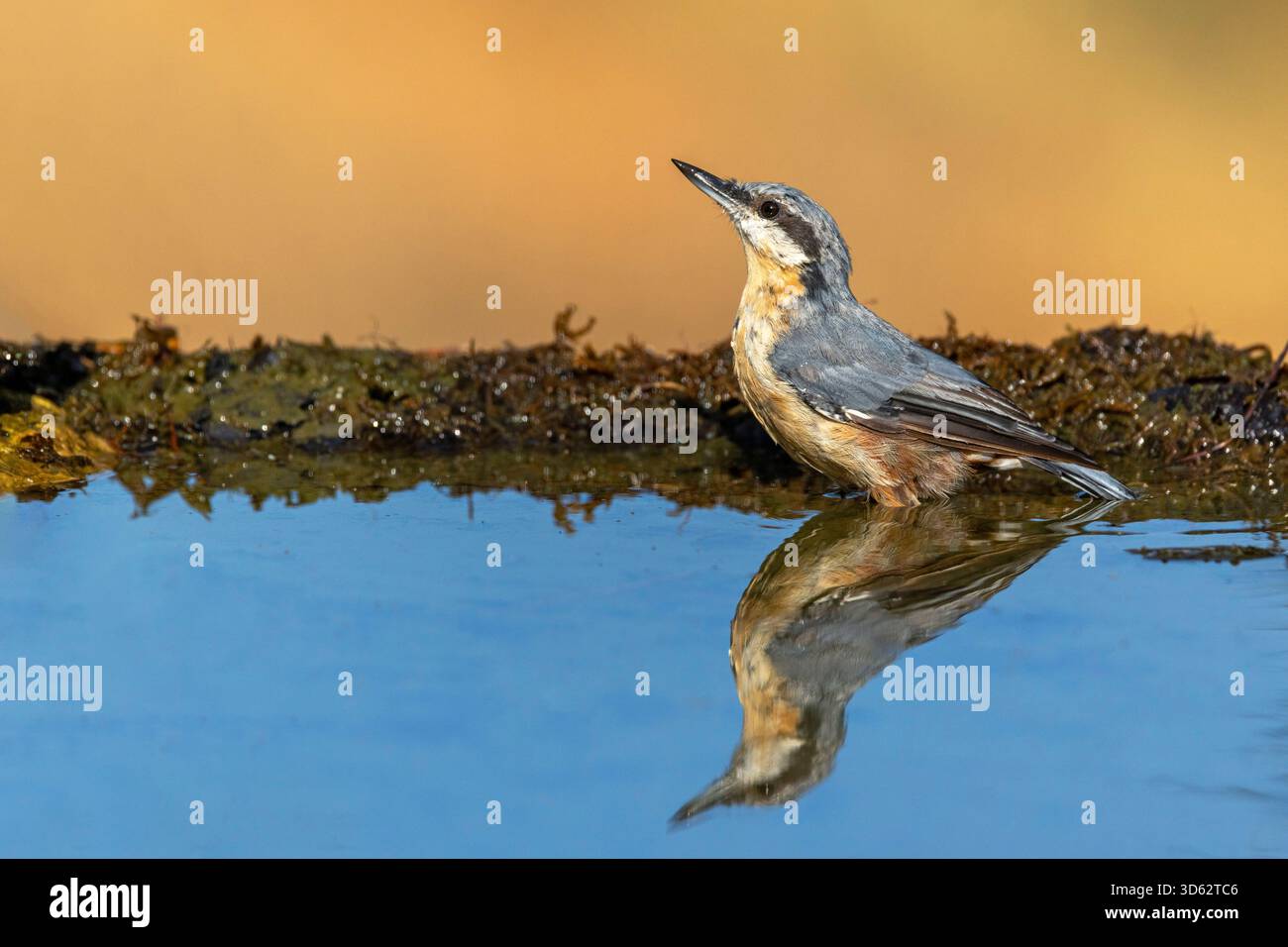 Nuthatch eurasiatico (Sitta europaea), uomo in una pozza d'acqua, Reflection, Spagna, Katalonia, Solsona Foto Stock
