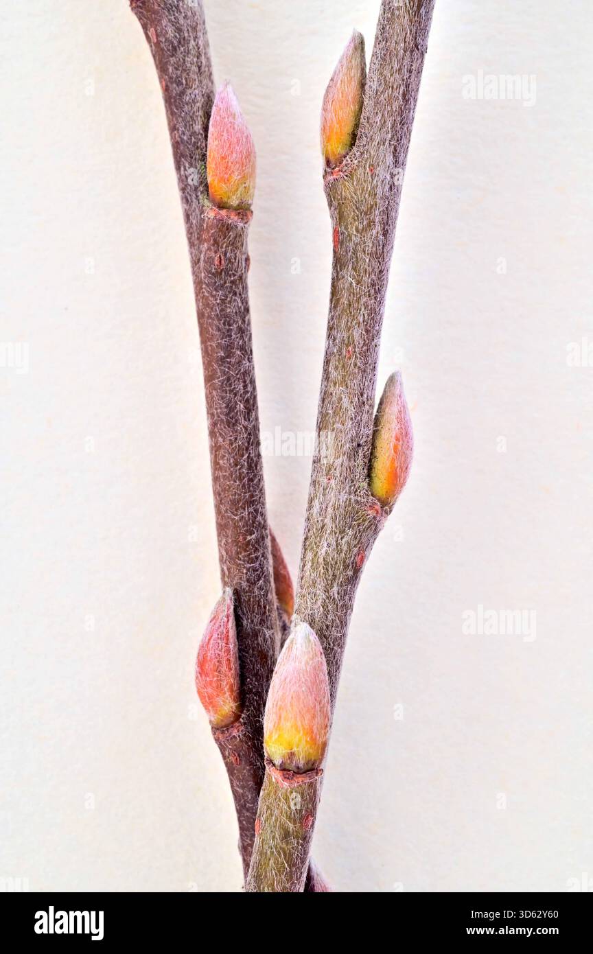 Dettaglio di due steli pelosi di salice crack con gemme di foglie d'arancia Foto Stock