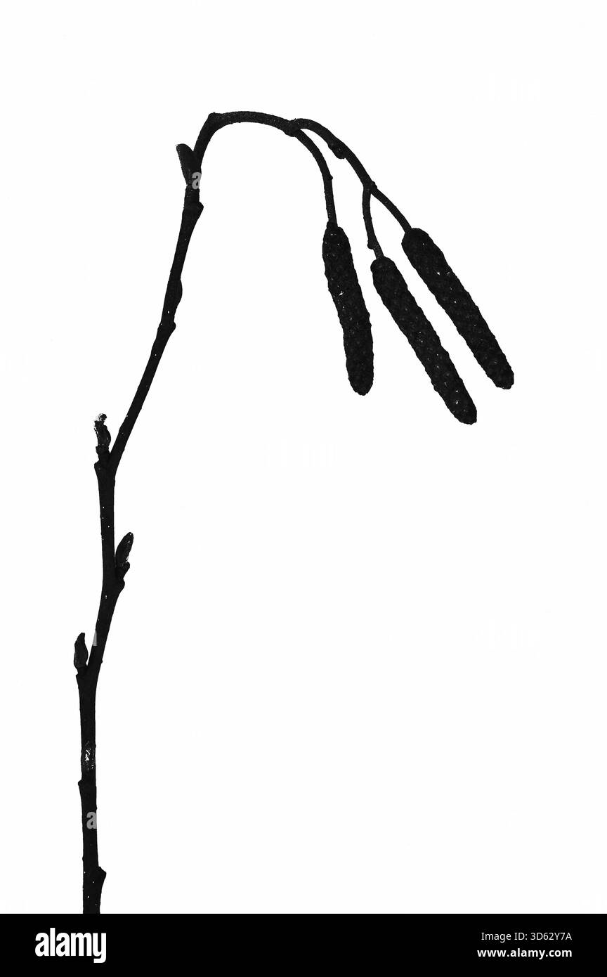 Silhouette monocromatica grafica dello stelo dell'ontano comune con tre gatti maschi Foto Stock