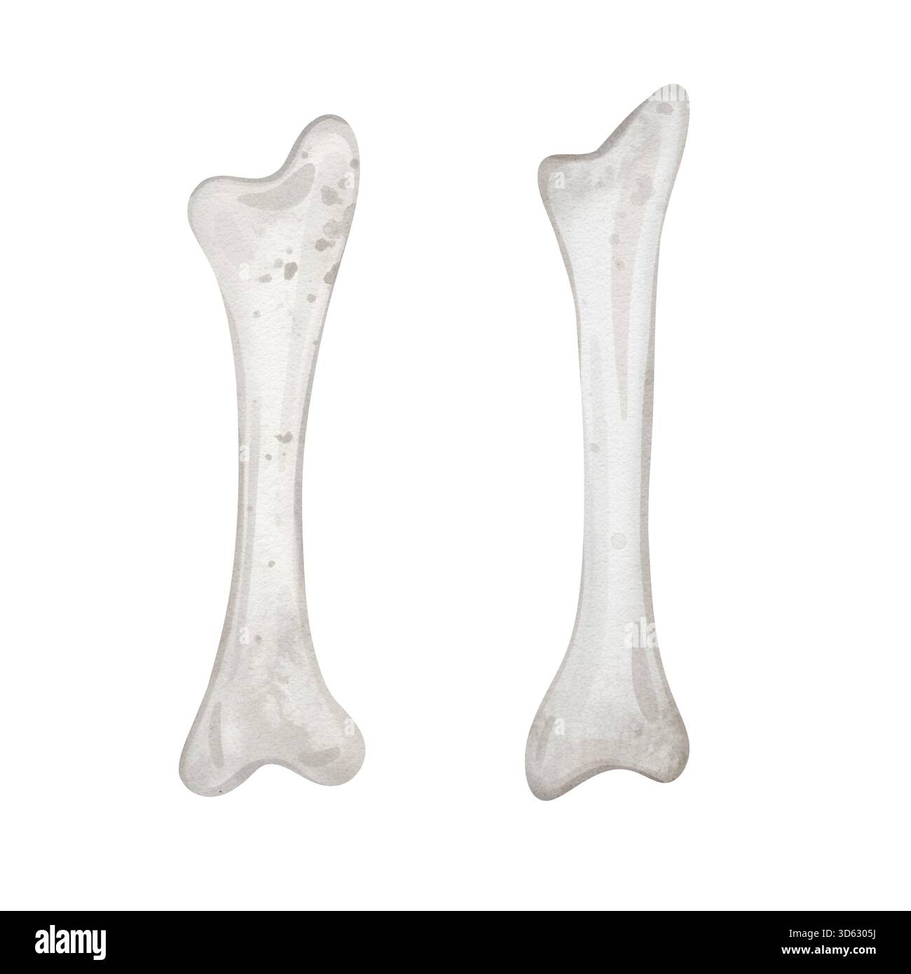 Illustrazione di un osso di cane. Osso bianco grigio chiaro. Cibo per cani o snack. Schizzo ad acquerello di articoli per animali domestici illustrazione isolata su sfondo bianco Foto Stock