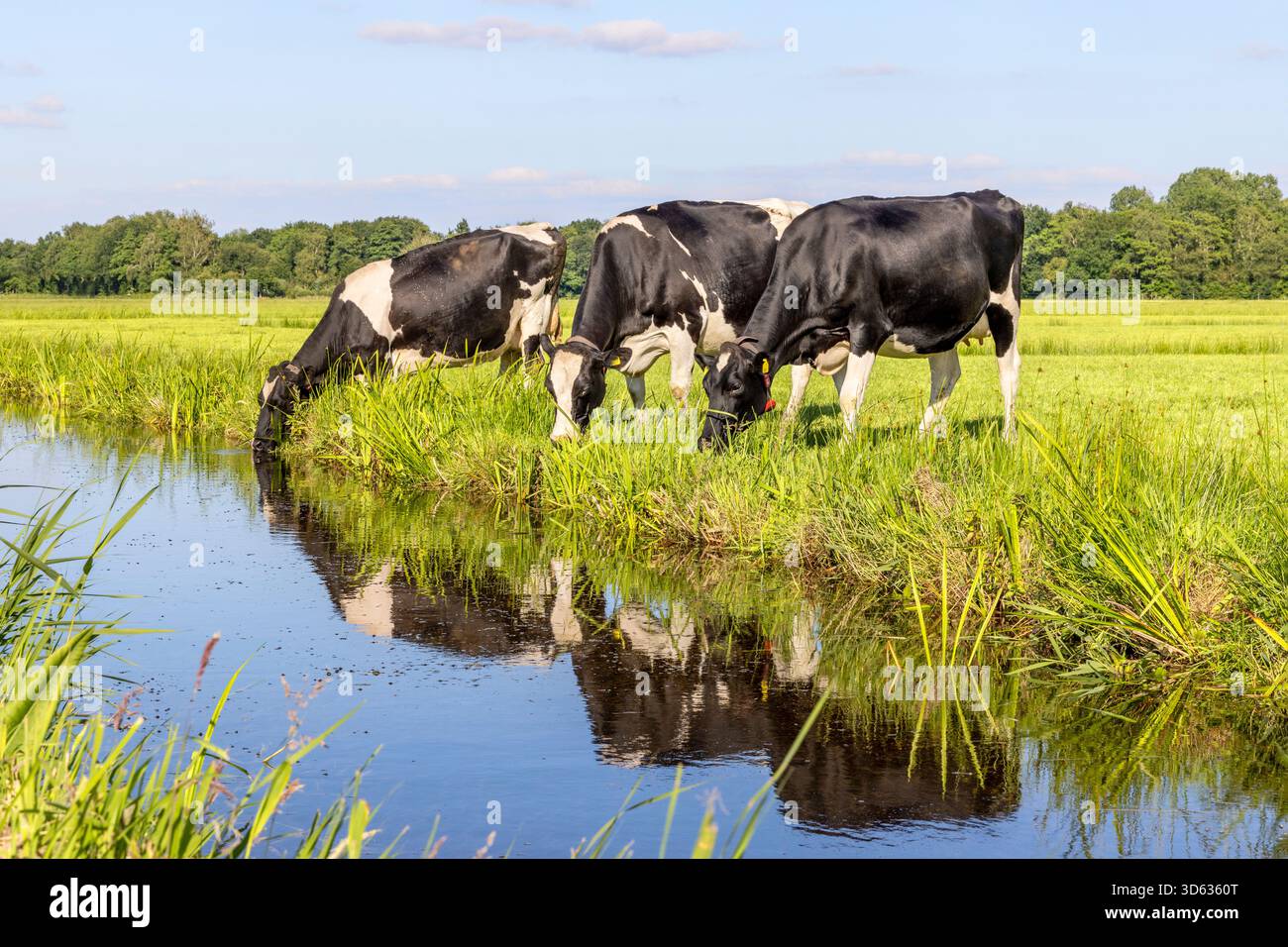 Tre vacche da latte che bevono acqua sulla riva di un torrente, dirigersi verso il basso, una scena rustica di campagna, un fosso in un campo verde in olanda Foto Stock