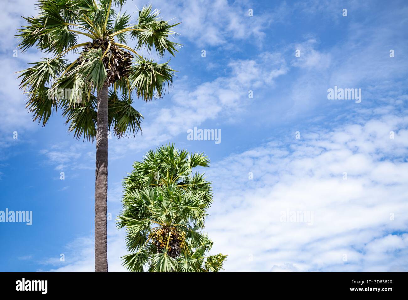 Palma tropicale che si innalza verso il cielo blu con frutta e nuvole bianche, evidenziando il caldo sole, la lussureggiante vegetazione e l'atmosfera rilassante di un'estate Foto Stock