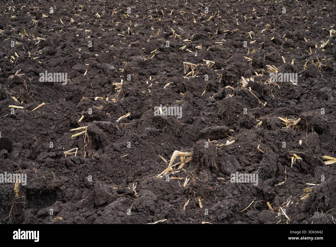 Arato campo agricolo dopo la raccolta della canna da zucchero con terreno bruno ricco preparato per una nuova piantagione. Sicurezza alimentare, salute del suolo e agricoltura sostenibile Foto Stock