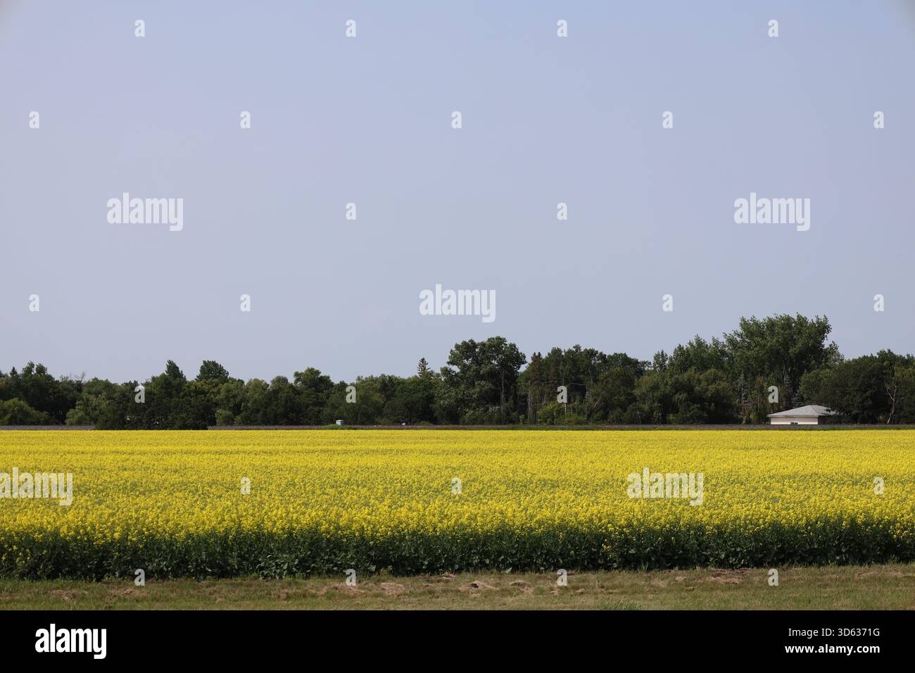 campo coltivato di grano di prateria con fiori gialli brillanti, fattoria lontana e fitta foresta borale in estate (paesaggio) Foto Stock