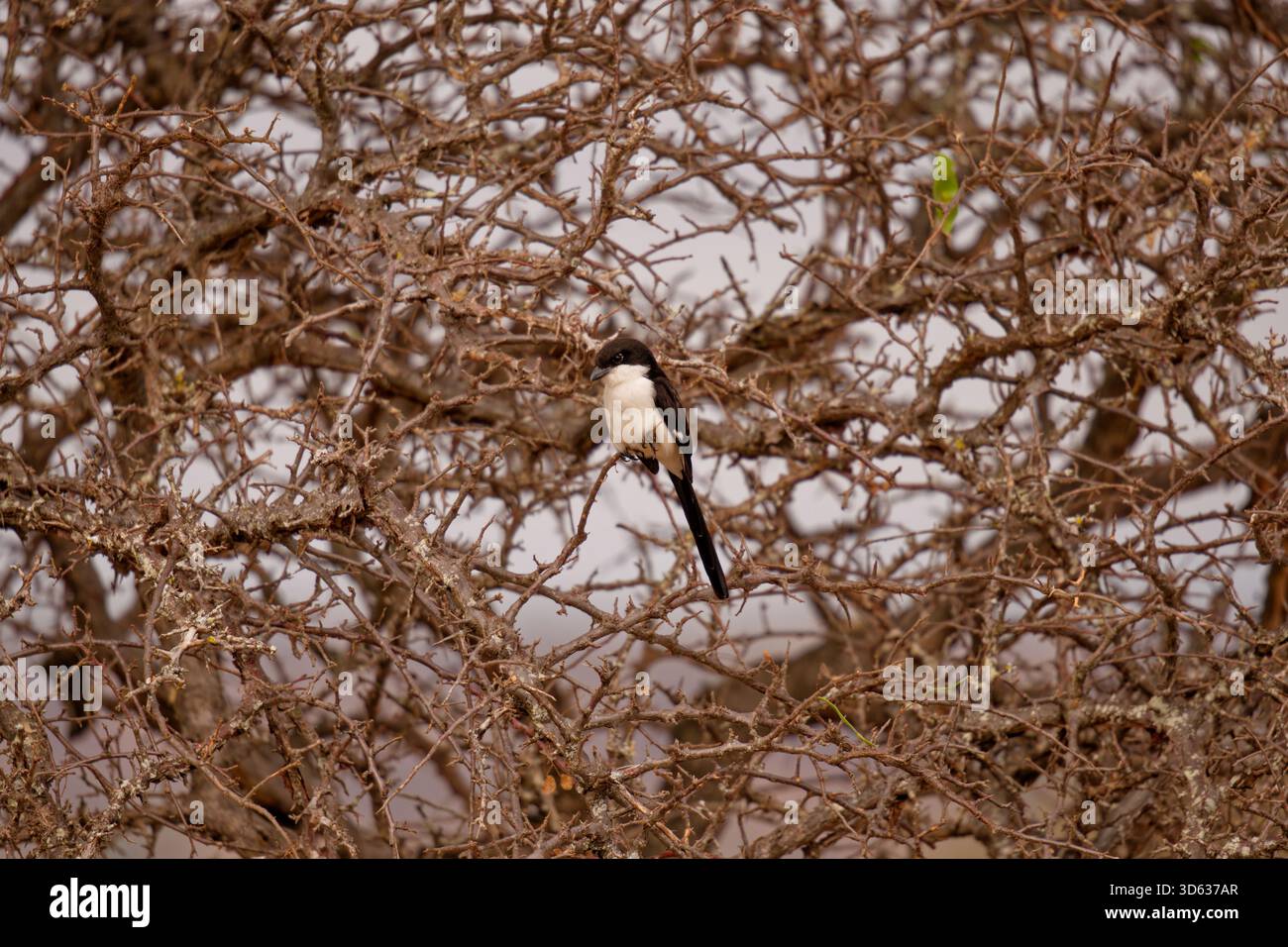 fiscal shrike arroccato su rami spinosi nel bosco secco di savane, Parco Nazionale di Tarangire, Tanzania, Africa orientale. Foto Stock