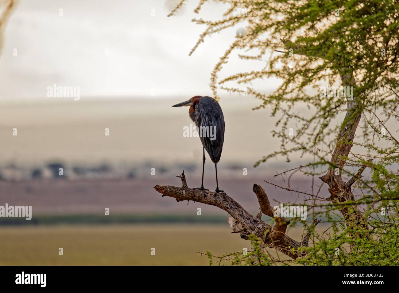 Airone Golia arroccato su un ramo al tramonto che si affaccia sulle zone umide della savana, sul Parco Nazionale del Tarangire, Tanzania, Africa orientale. Foto Stock