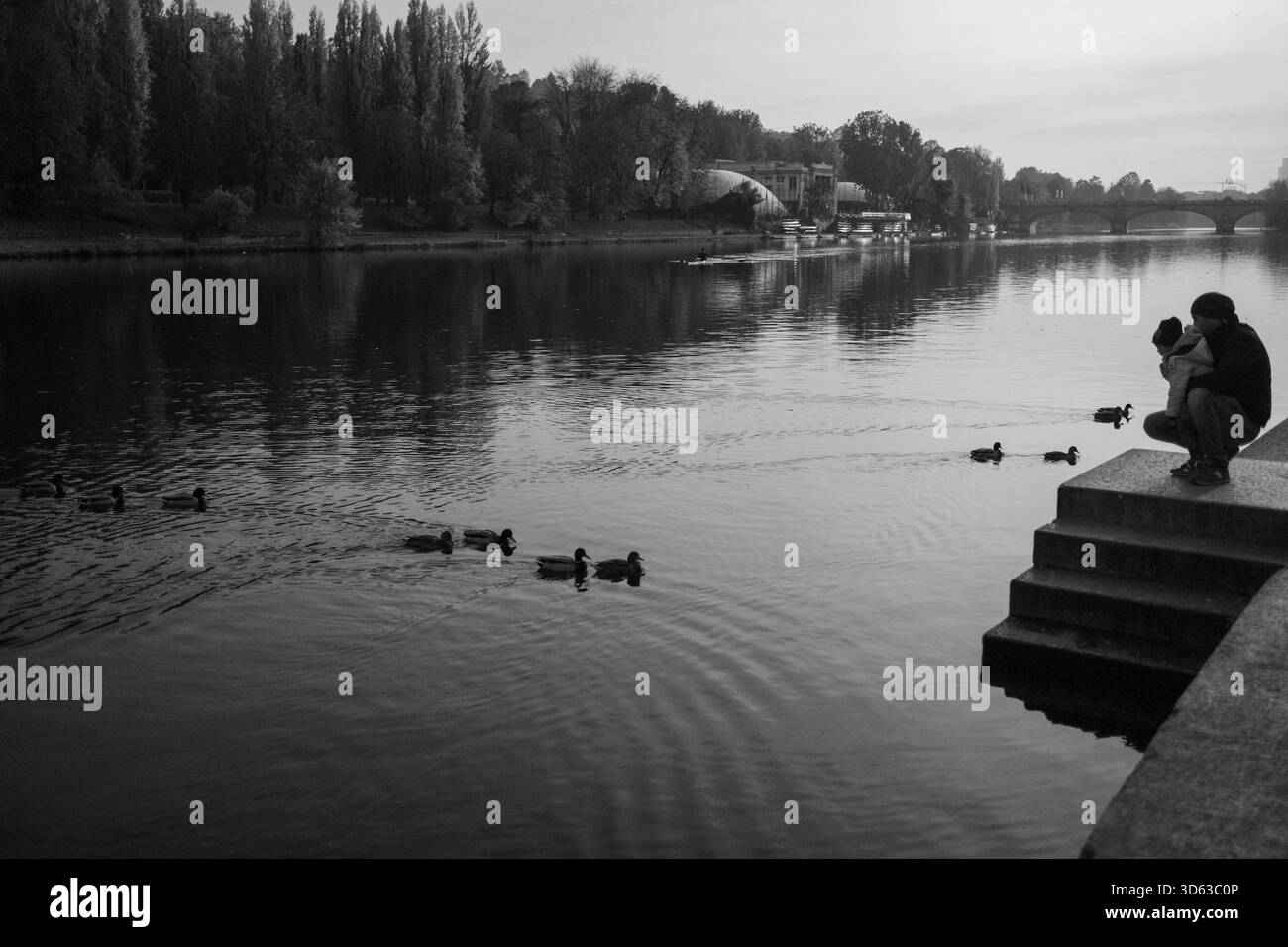 Torino, Italia : 2022 11 27 foto in bianco e nero di anatre che nuotano nel po vicino a gradini di pietra, con alberi e un ponte visibili sullo sfondo. Foto Stock