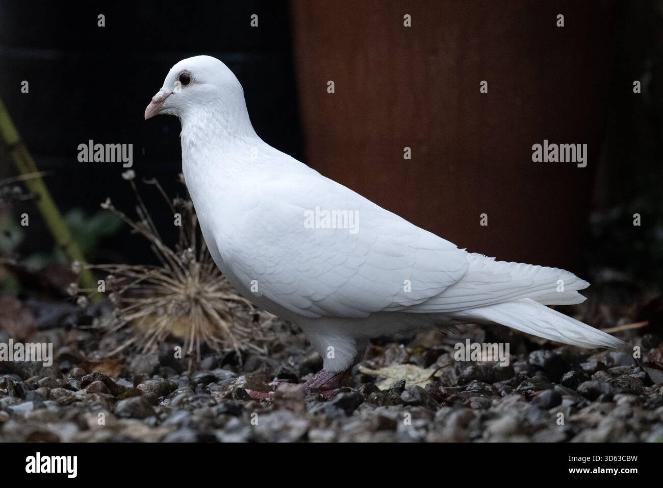 Piccione bianco Foto Stock