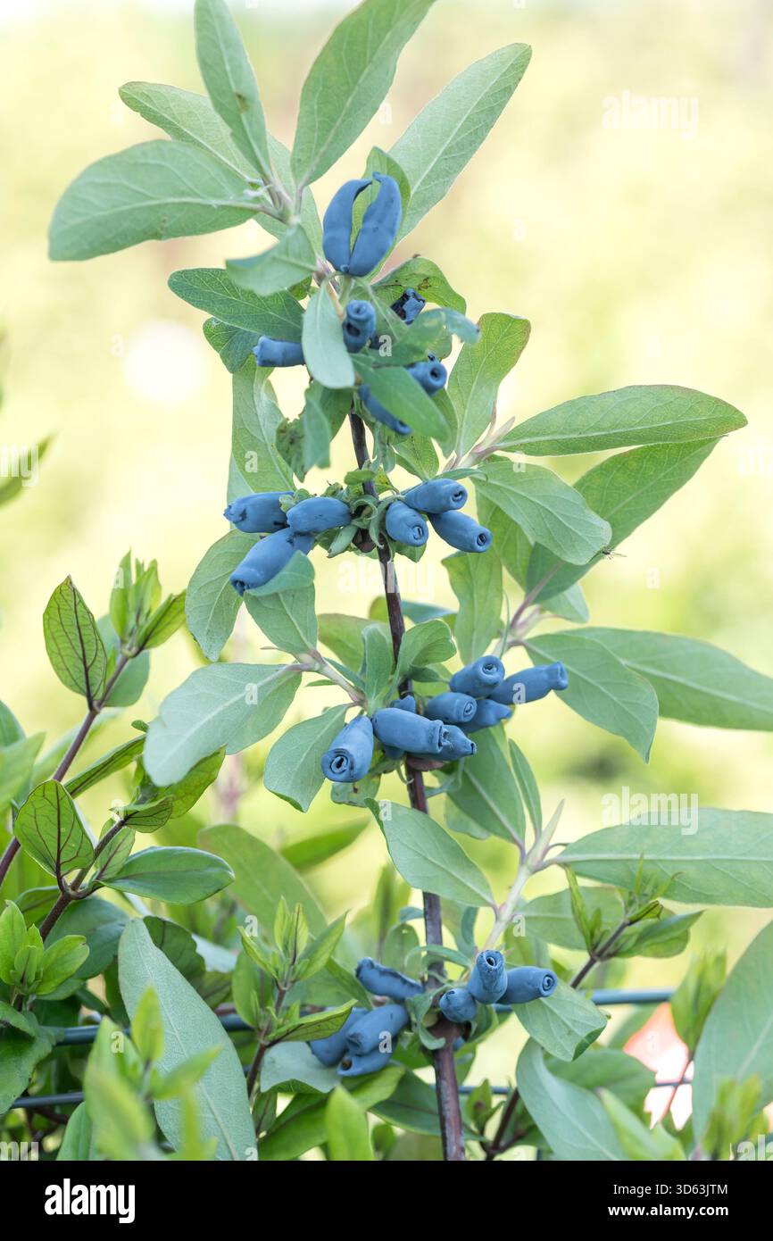 Blaue Honigbeere, Lonicera caerulea Morena Foto Stock