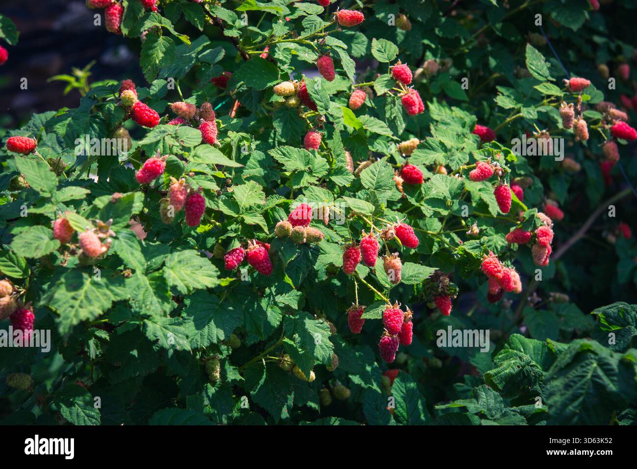 Tayberries maturi (un ibrido lampone-mora) che crescono su un cespuglio in un giardino illuminato dal sole. Perfetto per temi di giardinaggio biologico, frutta fresca, sano, a. Foto Stock