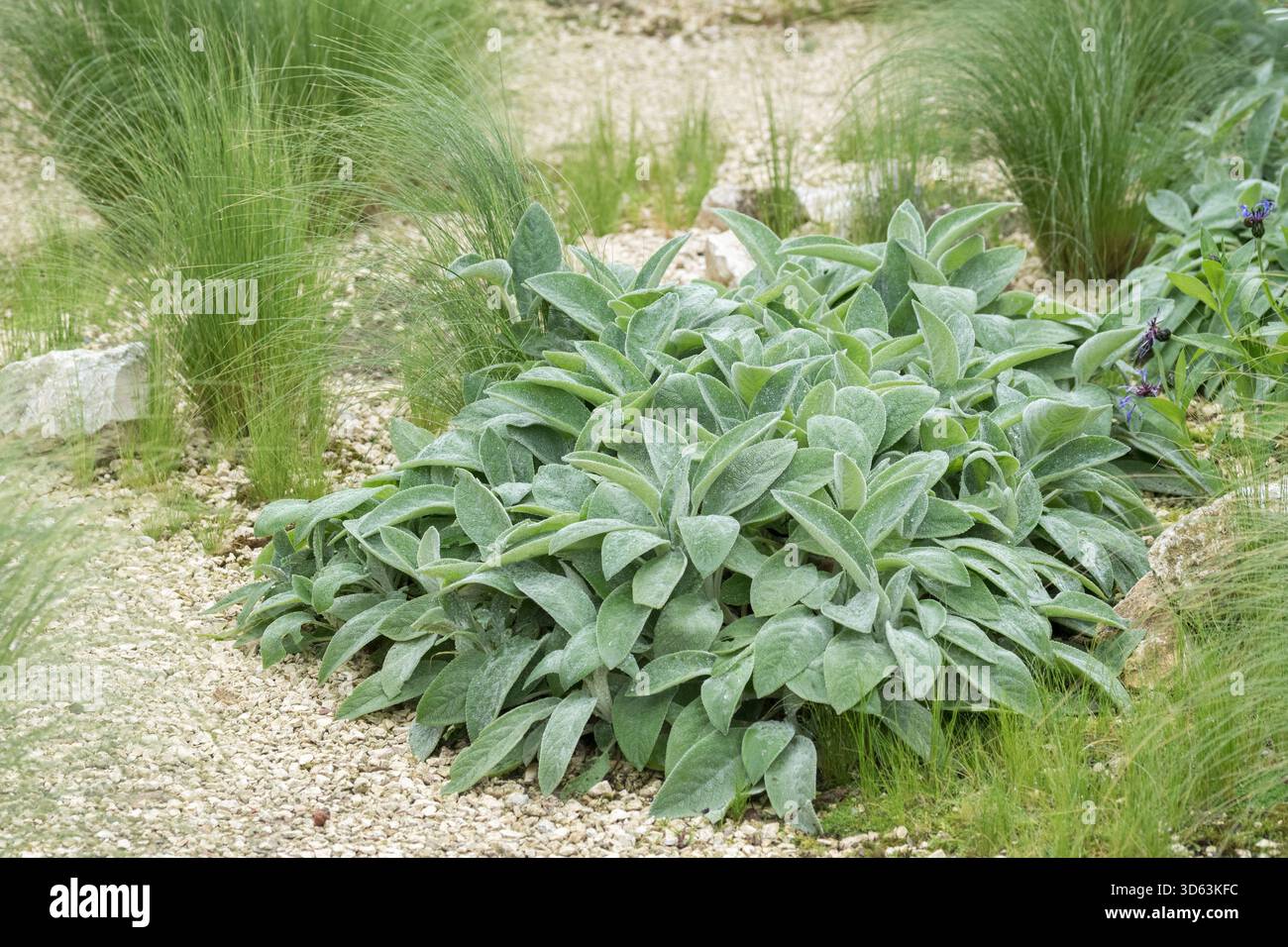 Woll-Ziest, Stachys byzantina Big Ears Foto Stock