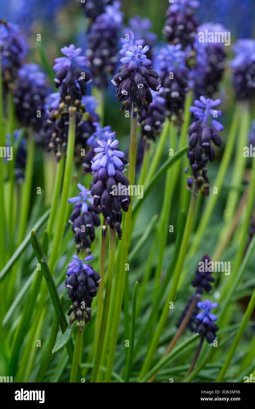 Muscari neglectum, Giacinto d'uva comune, punte di fiori a forma di uovo, fiori superiori da pallido a blu medio e quelli inferiori da viola a nero- Foto Stock