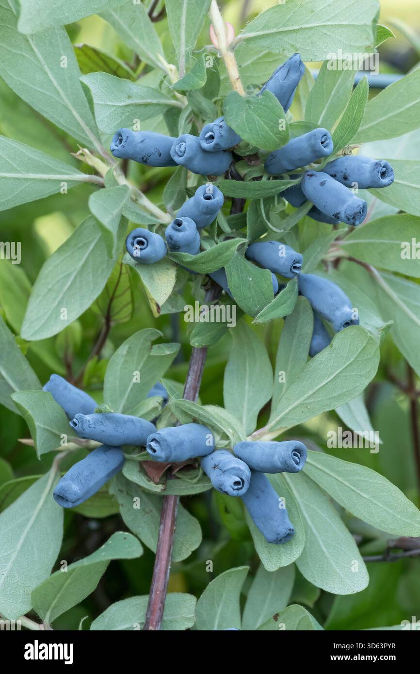 Blaue Honigbeere, Lonicera caerulea Morena Foto Stock