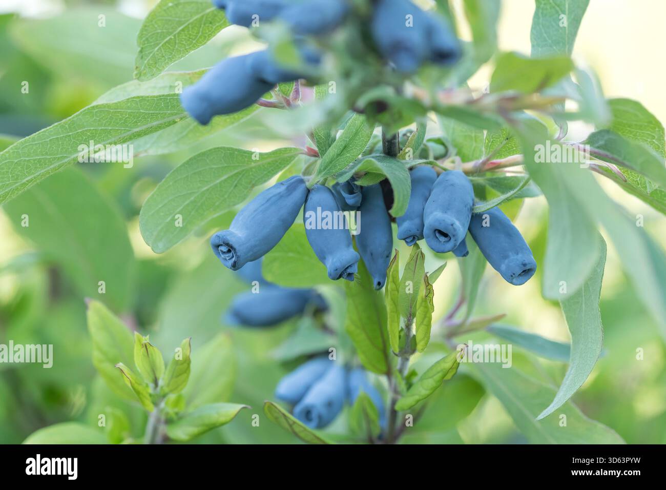 Blaue Honigbeere, Lonicera caerulea Morena Foto Stock