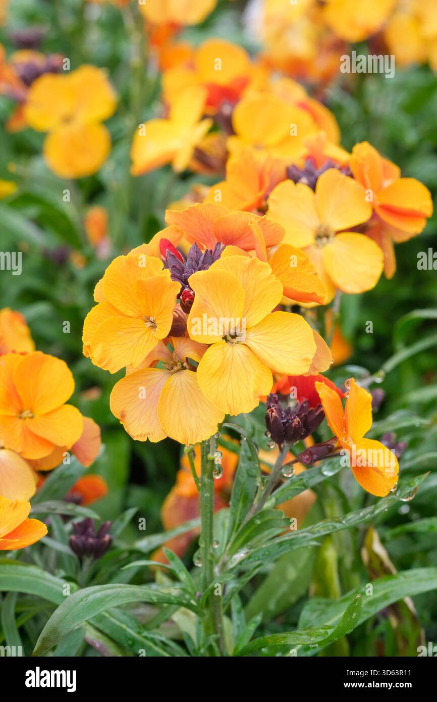 Erysimum Rysi Copper, Wallflower Rysi Copper, rame-fiori arancio, Primavera Foto Stock
