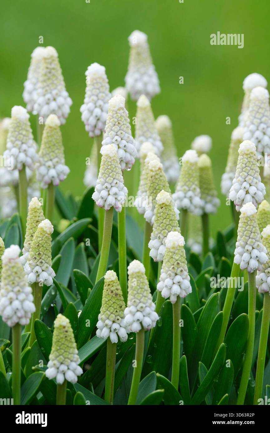 Muscari White Spear, Giacinto d'uva White Spear, punte di piccoli fiori bianchi in primavera Foto Stock