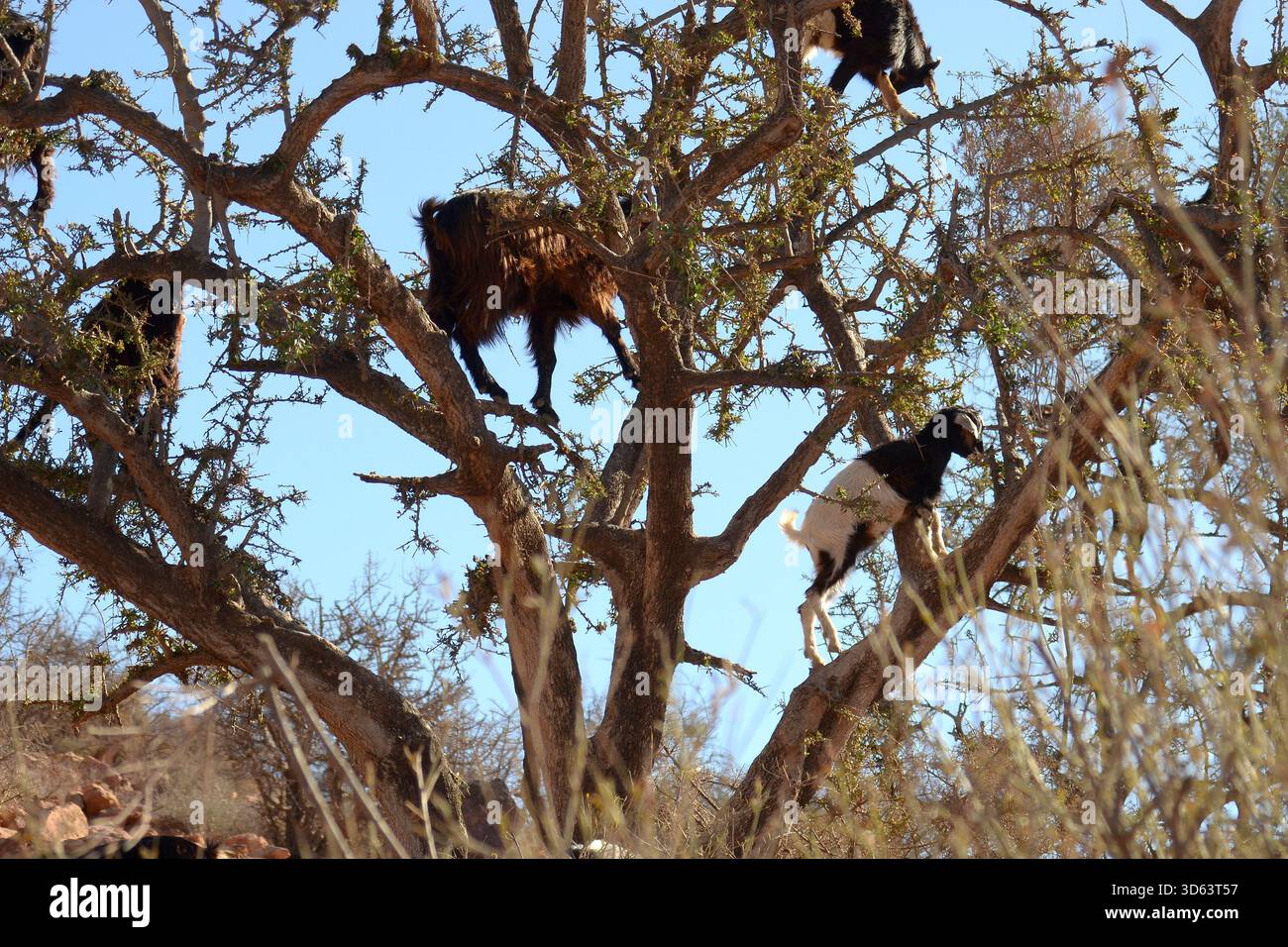 CAPRE CHE SI NUTRONO DI UN ALBERO DI ARGAN. Foto Stock