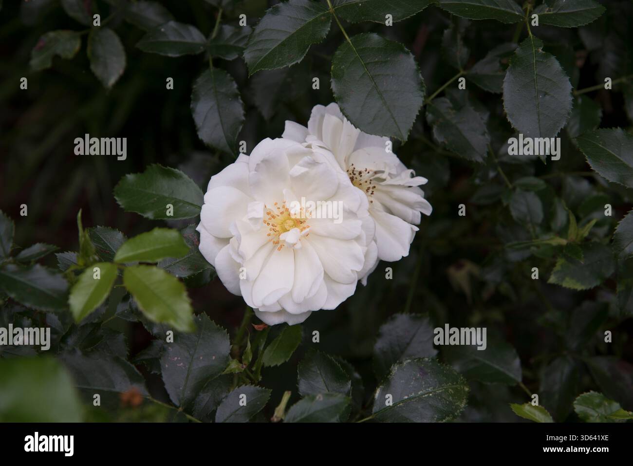 Tappeto rosa Flower bianco (coperchio a terra rosa) Foto Stock