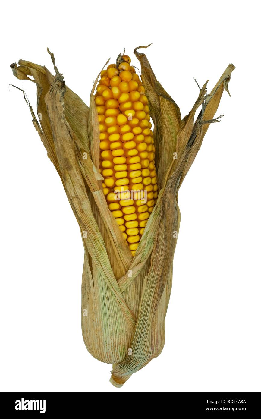Pannocchie di mais con bucce isolate. Primo piano. Foto Stock