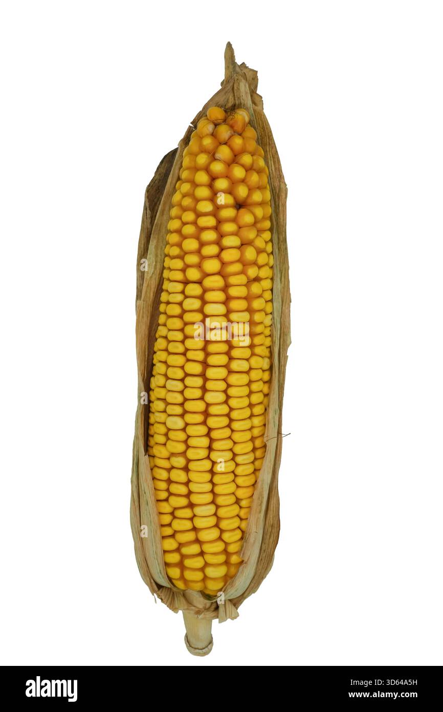 Pannocchie di mais con bucce isolate. Primo piano. Foto Stock