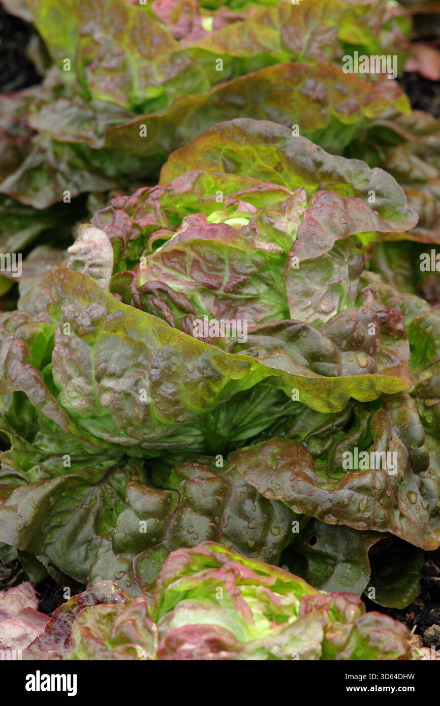 Lattuga Marvel of Four Seasons, lattuga francese con testa a farfalla che presenta caratteristiche foglie rosse e verdi. Lactuca sativa Foto Stock