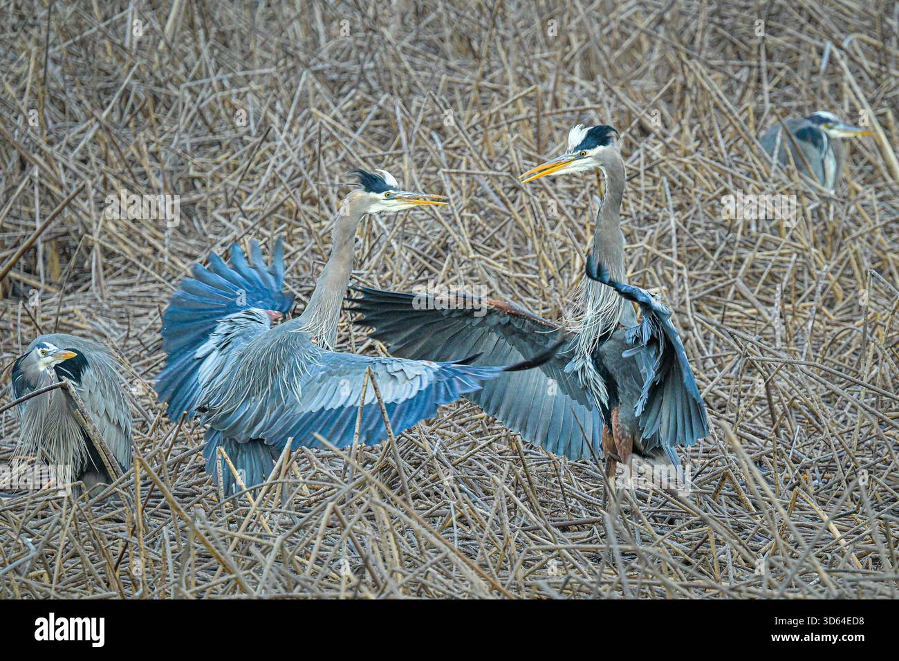 Airone cenerino, aironi, danza rituale di accoppiamento Foto Stock