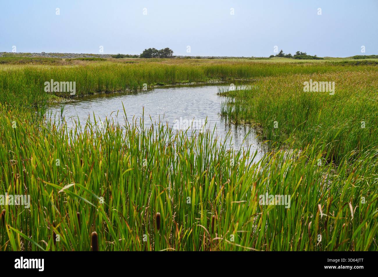 Natura lungo il sentiero con vista sull'Atlantico, Lawrencetown Beach Provincial Park, nuova Scozia, Canada Foto Stock
