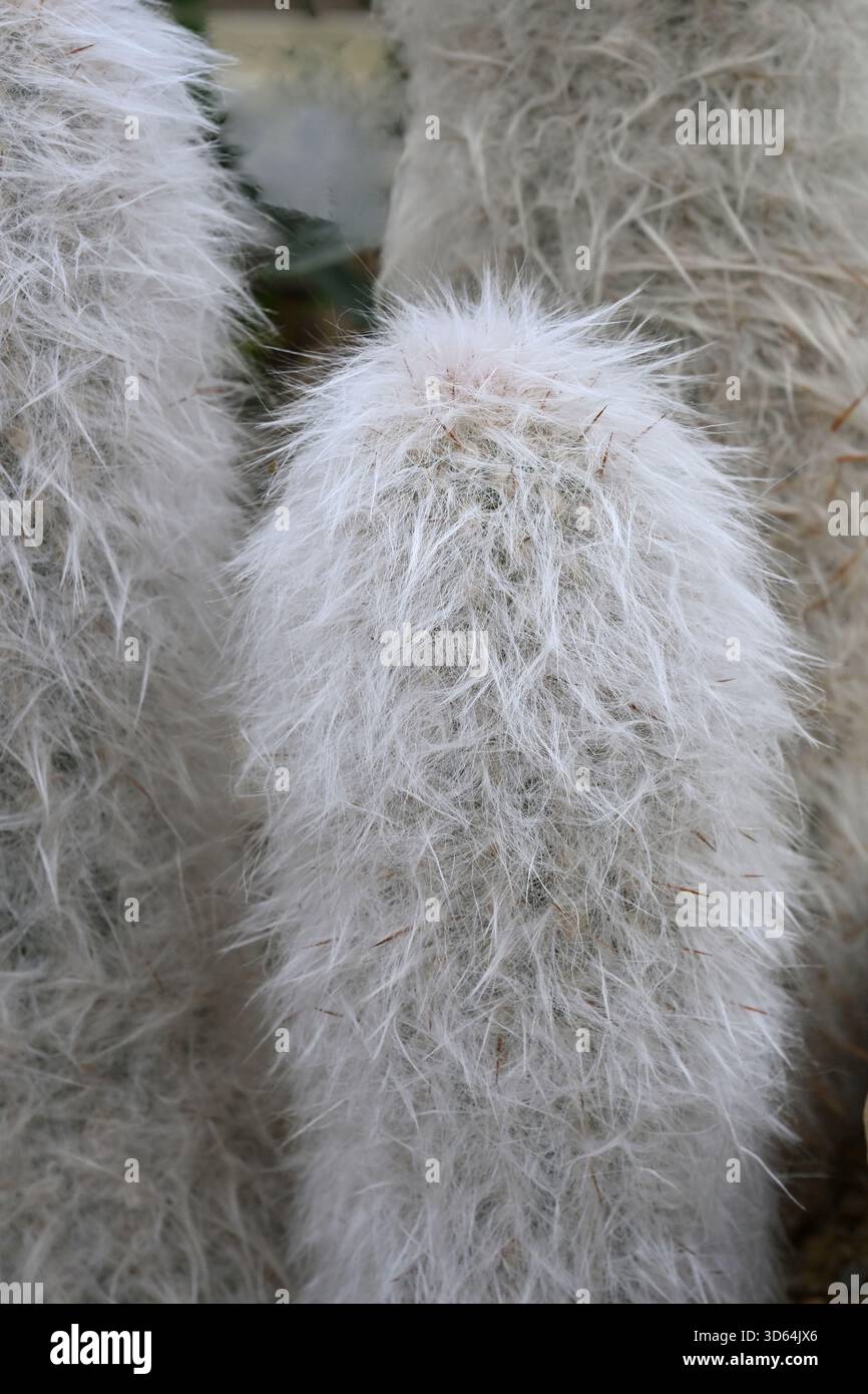 Cactus peloso, Oreocereus celsianus o Old Man of the Andes UK Glasshouse November Foto Stock