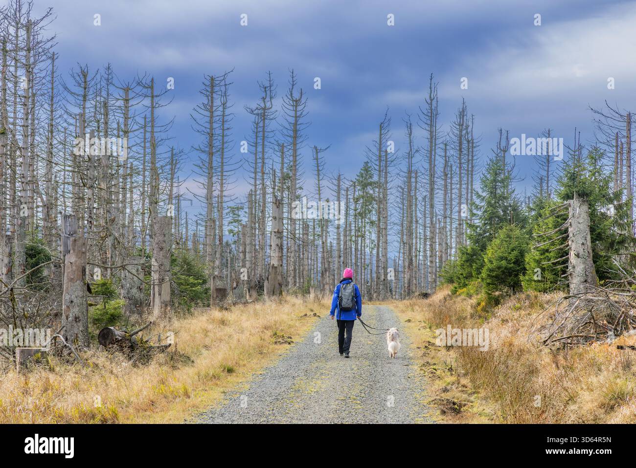 Camminatore con il cane che cammina attraverso la foresta infestata da scarabeo di corteccia con abeti morti nelle montagne di Harz, nel Parco Nazionale di Harz, Sassonia-Anhalt, Germania Foto Stock