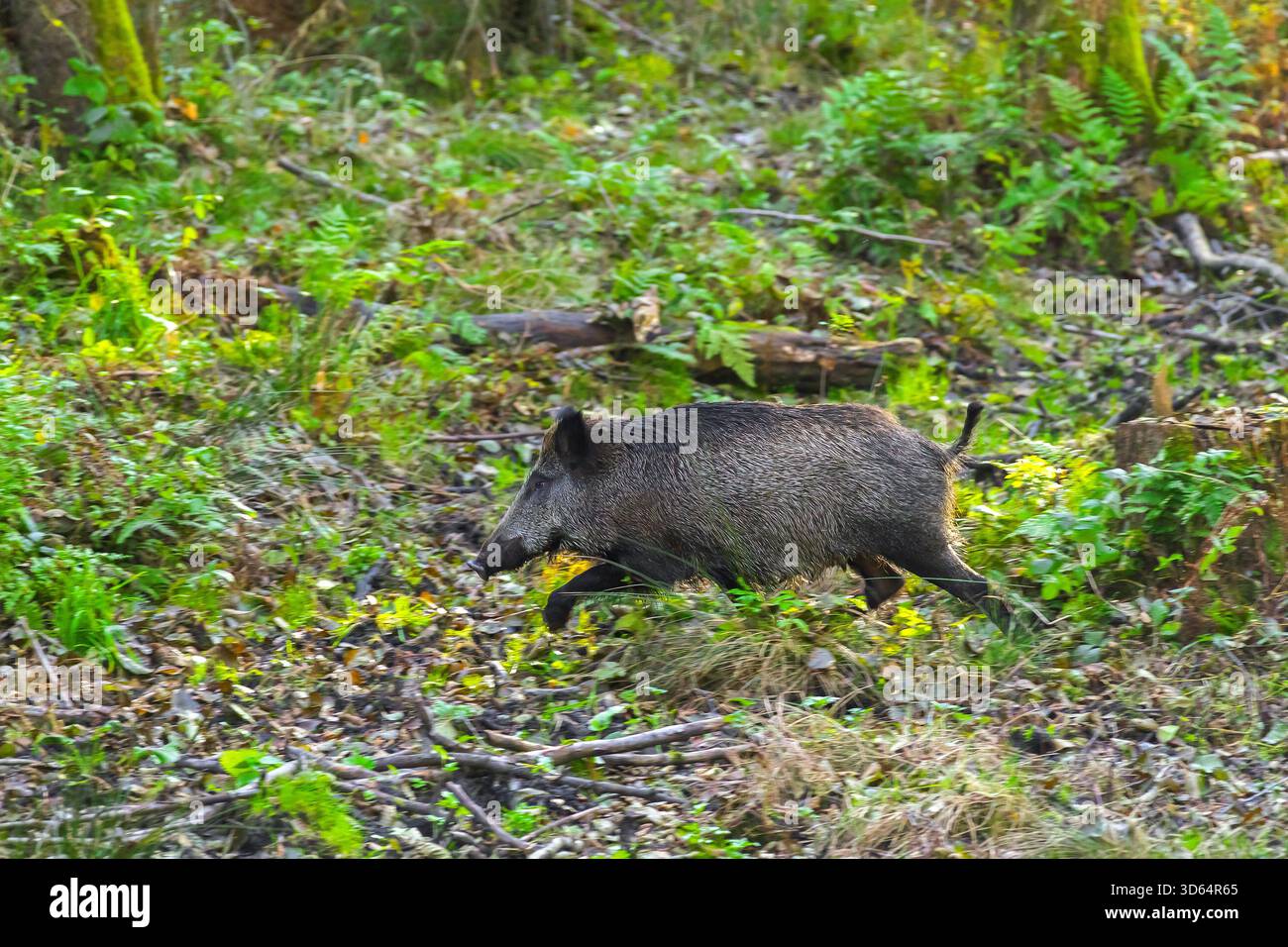 Cinghiale (Sus scrofa) che attraversa il sottobosco della foresta in autunno/autunno Foto Stock