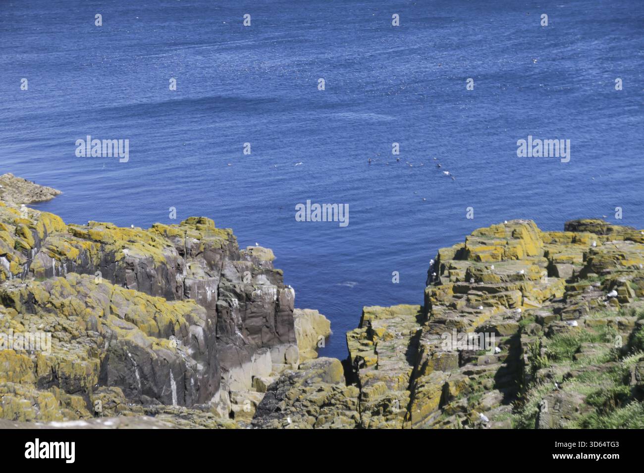 Vista delle aspre scogliere, adornate da vibranti licheni gialli, incontra il mare blu profondo sotto un cielo limpido, creando un contrasto sorprendente, Isola di maggio, Scotla Foto Stock