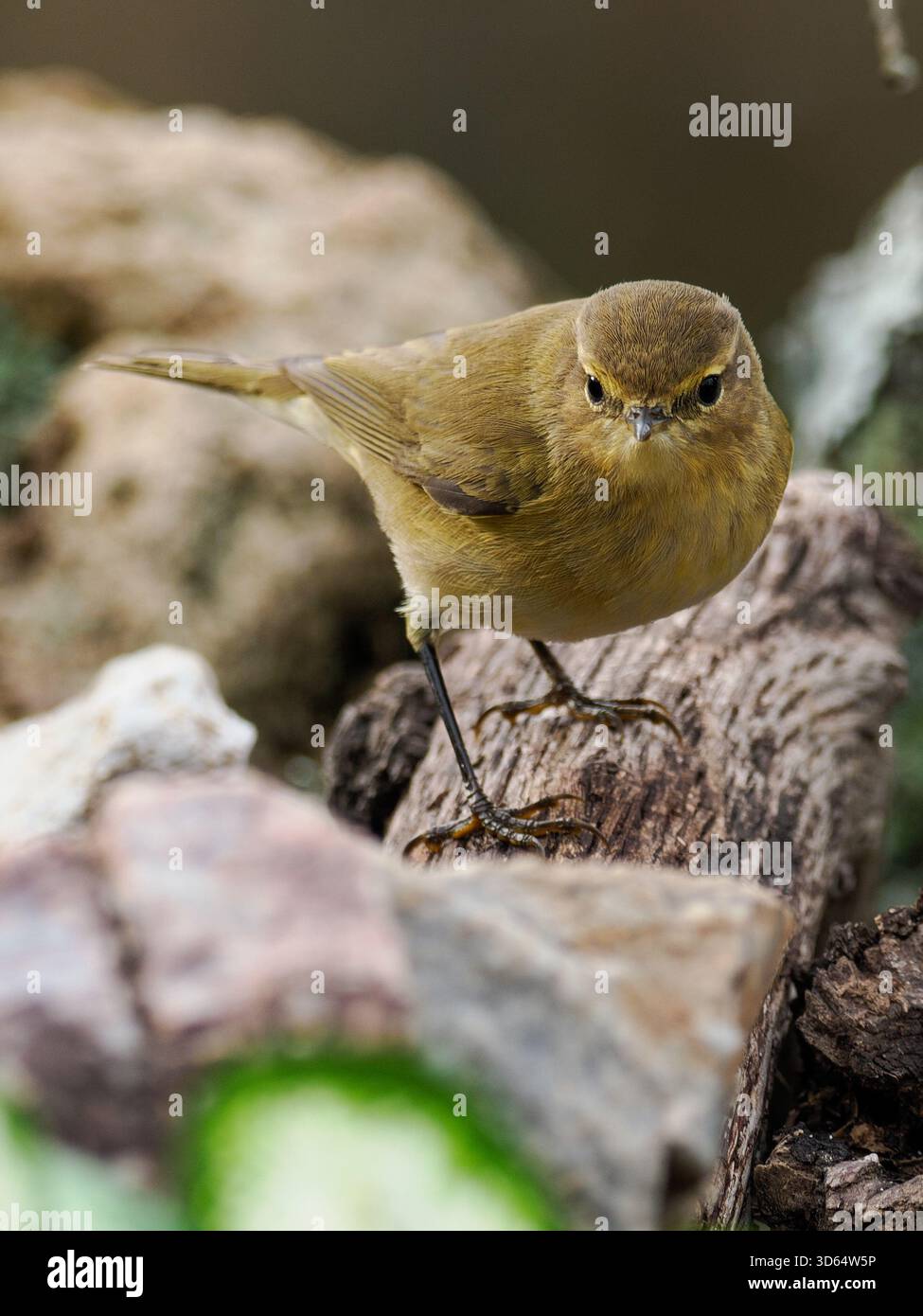 Mosquitero común posando Foto Stock